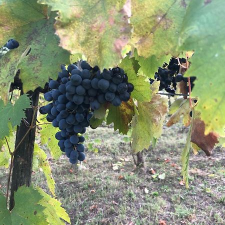 Agriturismo Beata Vanna Fabro Dış mekan fotoğraf