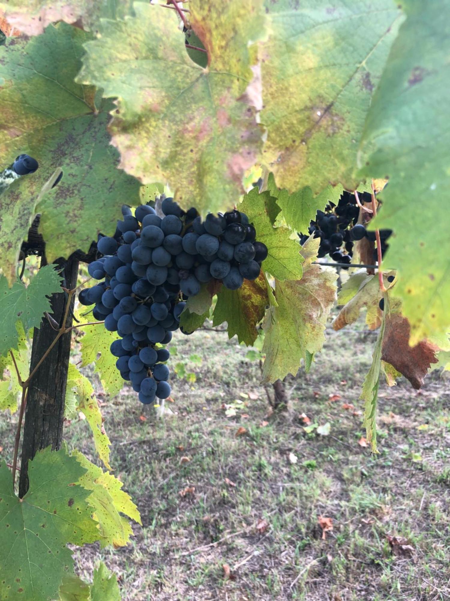 Agriturismo Beata Vanna Fabro Dış mekan fotoğraf